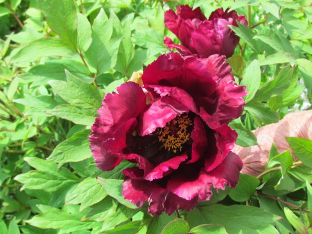 L&ouml;wen-P&auml;onie