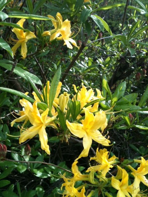 Der Duft gegen den Abend