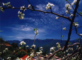 Bl&uuml;te von Birnen in Lishan