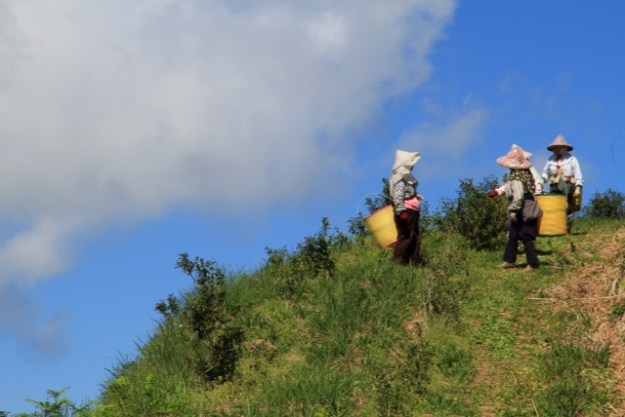 Der Wolken küssende Tee