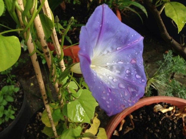 Das Gesicht einer Nacht 夕顏