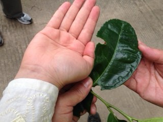 Das Dorf des ewigen Fruehlings - Yong Chun