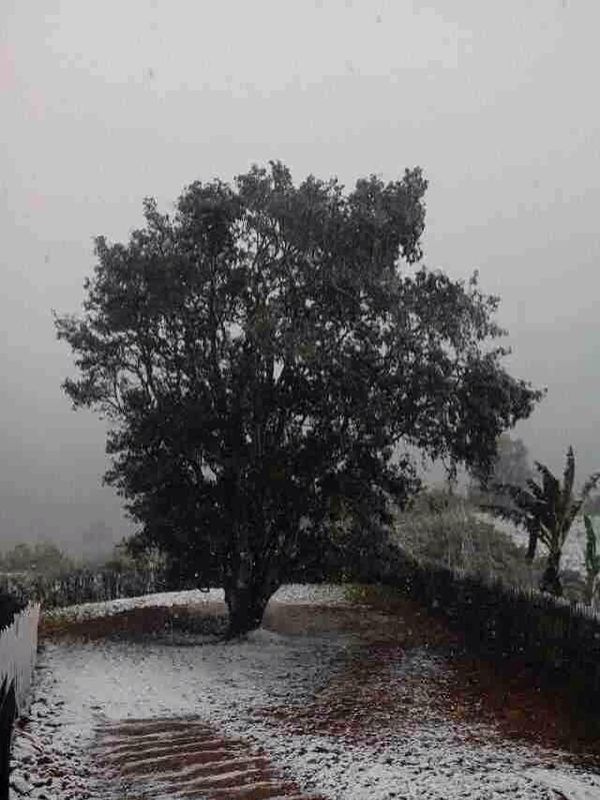 Bangwei Gushu in Schnee 