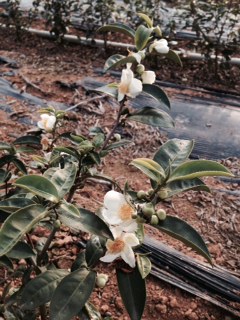 Blühender Hongyu in Mingjian