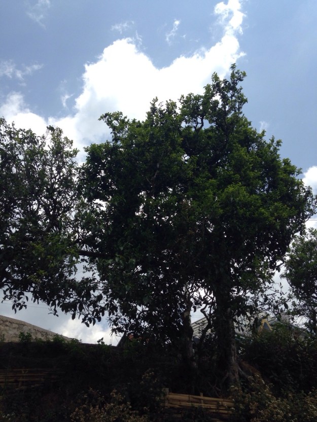 Fotos aus Bing Dao 冰島