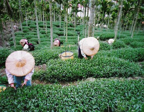 Teeernte im Alishan-Gebirge, Jiayi, Taiwan Teeernte im Alishan-Gebirge, Jiayi, Taiwan