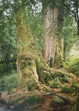 Bäume in Alishan Bäume in Alishan