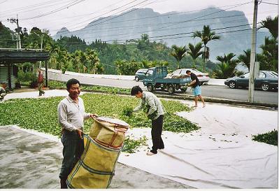 Welken in Taihe Welken in Taihe