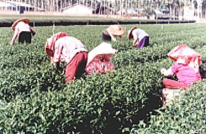 Teeernte in Mingjian