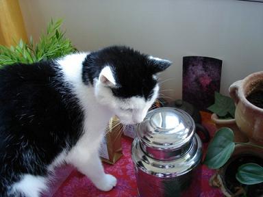 Katze entdeckt Sch&auml;tze