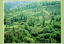 Teegarten in Mengshan