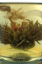 Jasmin Drachen Perle