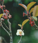 Teebl&uuml;te in Simao