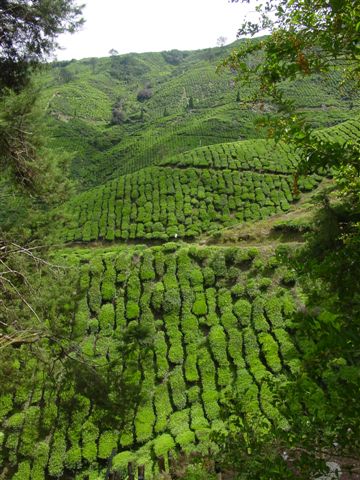  Teegarten Cameron Highlands