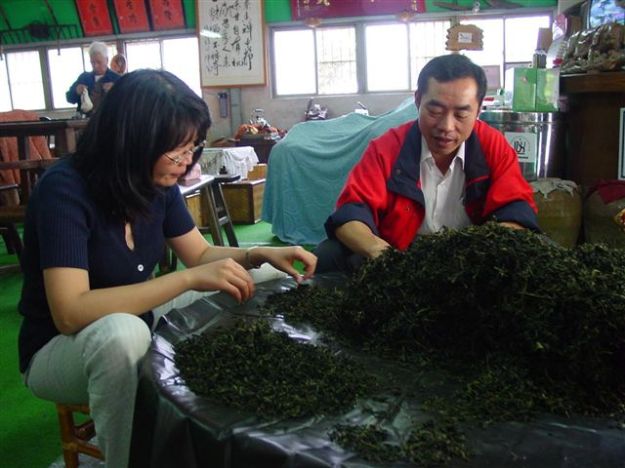 Jianzhi 檢枝 ein wichtiger Schritt für die Herstellung Oolongs