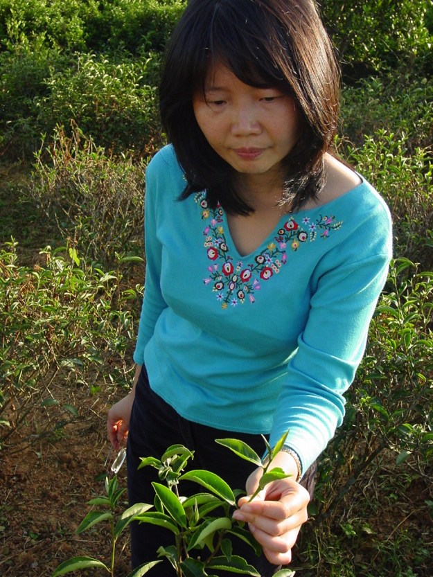 Wie viele Blätter werden beim Oolong gepflückt?