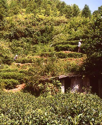 Anhui Teegarten