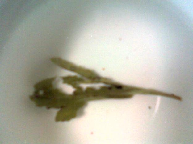 Degustation mit Taiping Houkui