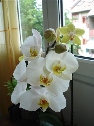 Blumige Grüsse aus Strassburg beim Tee