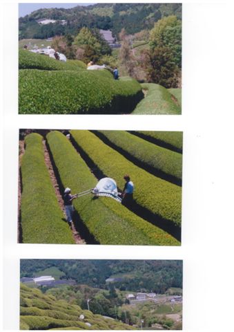 Teeernte im Organic Teegarten Nakai bei Uji