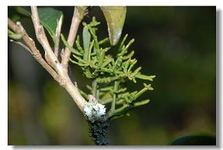 der weinende alten teebaum
