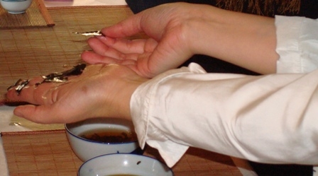 Ein Camellia Sinensis? Ein Camellia Sinensis?