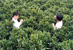 Pfl&uuml;cken von Shuixian Dancong