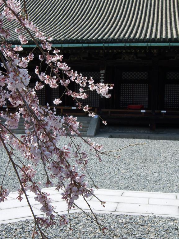 Hanami - Blumen bewundern