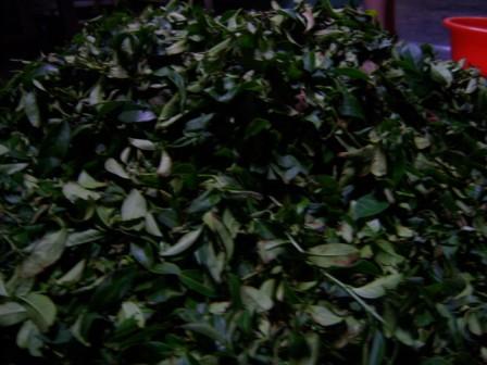 Fermentierte Blattgut