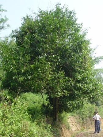 Wie gross ist ein wilder Baum fuer Pu Er Wie gross ist ein wilder Baum fuer Pu Er