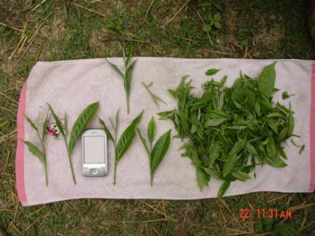 Wie gross ist ein Blatt von einem wilden Teebaum von Pu Er?