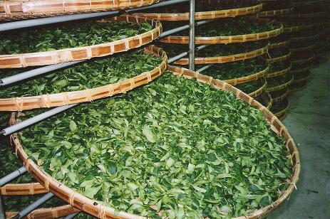 Fermentation in Alishan