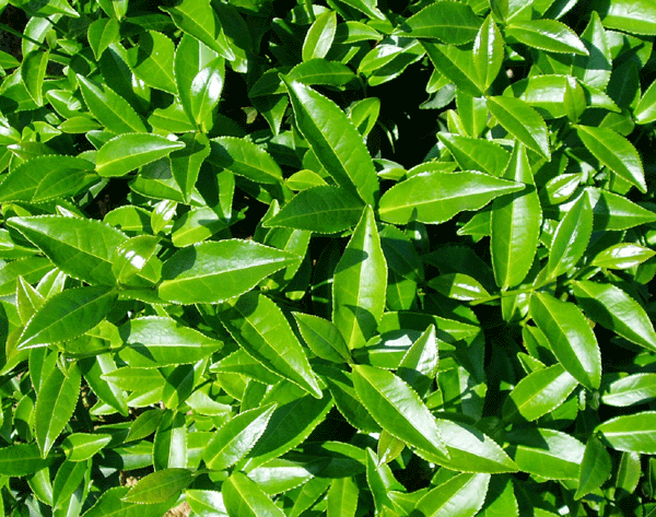 Teeblatt, das nicht gedüngt ist