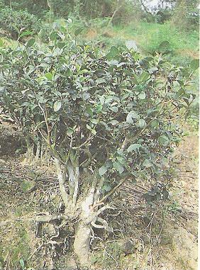 Teebaum vom Meeroolong