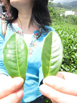 "Was siehst Du?" V "Was siehst Du?" V