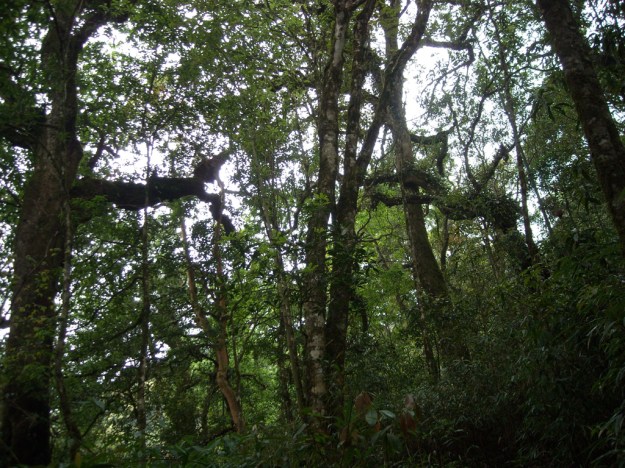 Fotos von Wuliangshan in Yunnan China