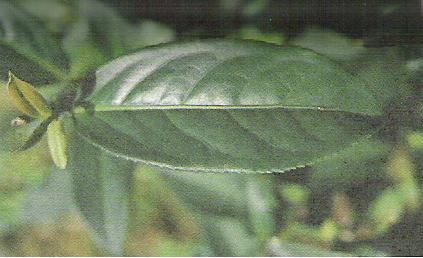 Qingxin Oolong Qingxin Oolong