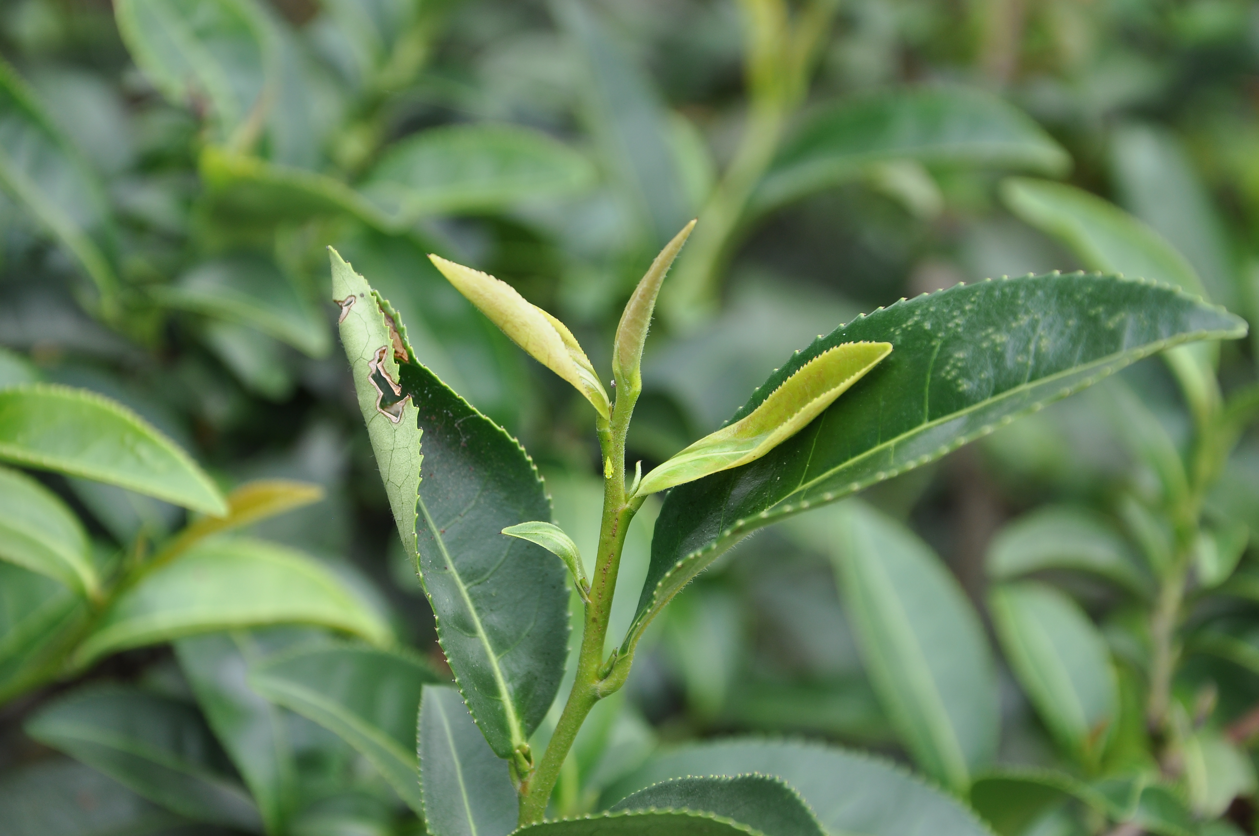 DSC_0340 小綠葉蟬若蟲