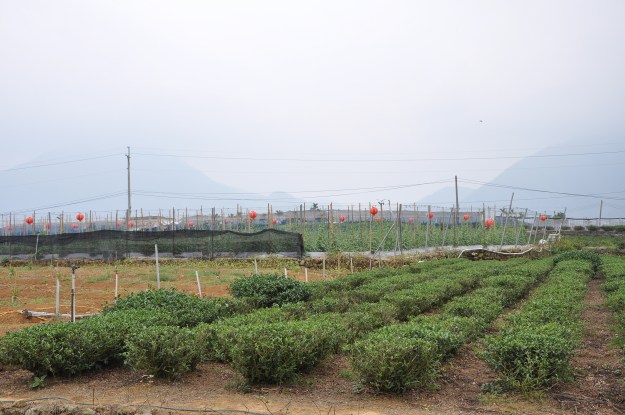 Donding gemüse Garten