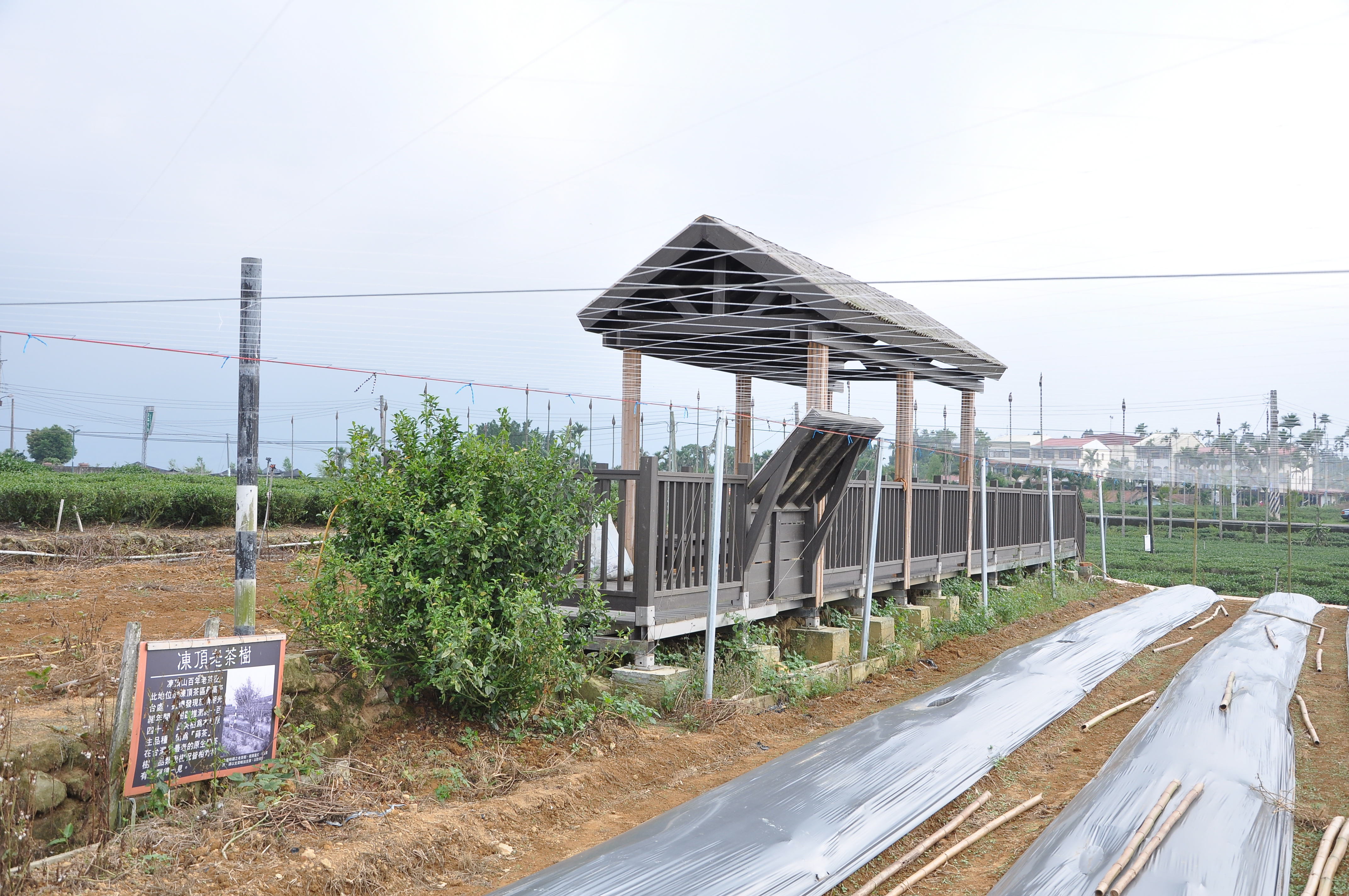 Dongding Gemüse, Tee und 100jähriger Busch-2