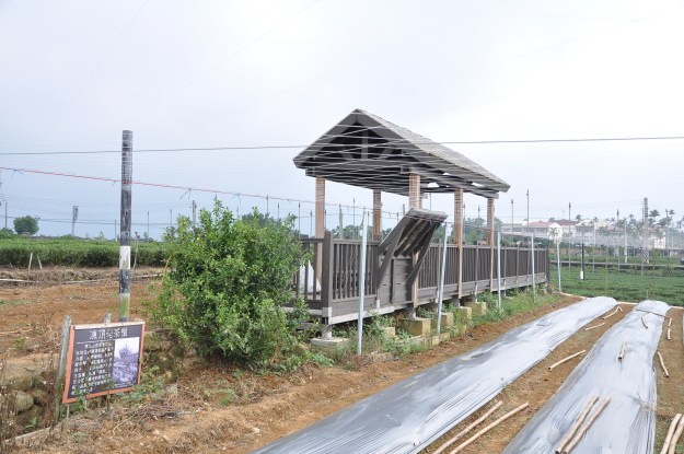 Dongding Gemüse, Tee und 100jähriger Busch-2