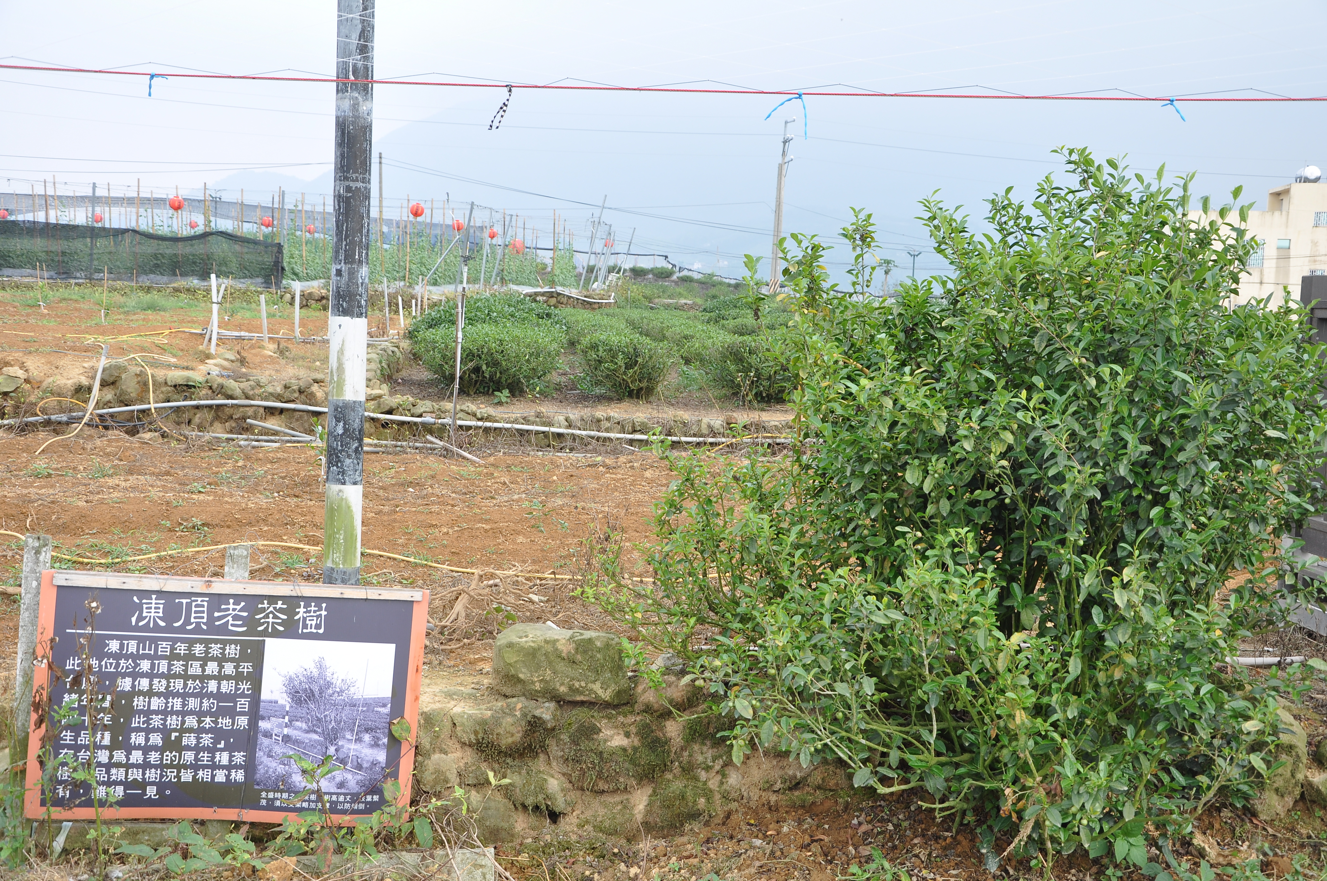 Dongding Gemüse, Tee und 100jähriger Busch